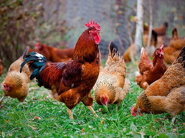 Породы куриц | ЗооТом - продажа, вязка и услуги для животных в Кандалакше
