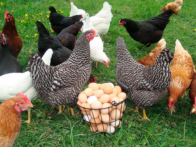 Содержание кур и уход за ними | ЗооТом - продажа, вязка и услуги для животных в Кандалакше