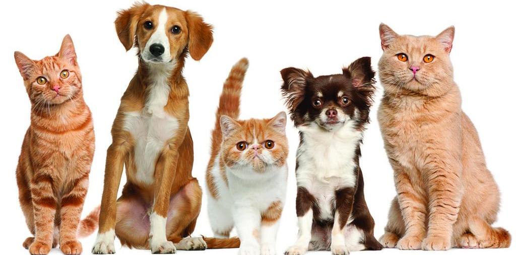 Доска объявлений о животных | ЗооТом - продажа, вязка и услуги для животных в Кандалакше