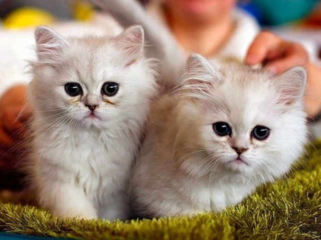 Породы кошек в Кандалакше | ЗооТом портал о животных
