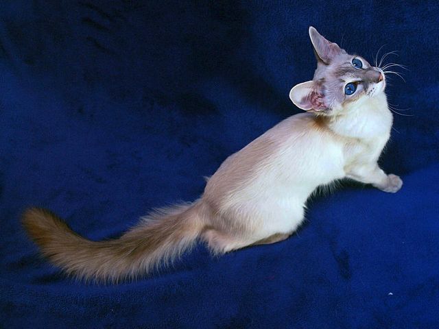 Выведенные породы кошек в Кандалакше | ЗооТом портал о животных