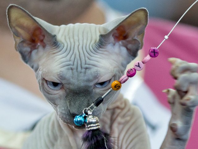 Выставки кошек в Кандалакше | ЗооТом портал о животных