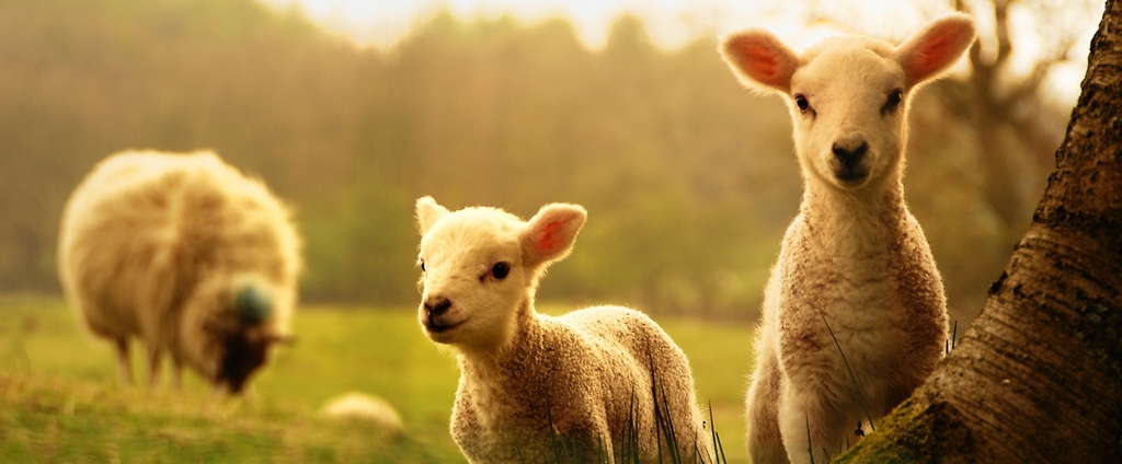 Объявления о сельскохозяйственных животных | ЗооТом - продажа, вязка и услуги для животных в Кандалакше