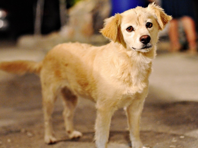 Породы собак в Кандалакше | ЗооТом портал о животных