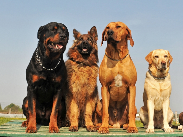 Крупные породы собак в Кандалакше | ЗооТом портал о животных