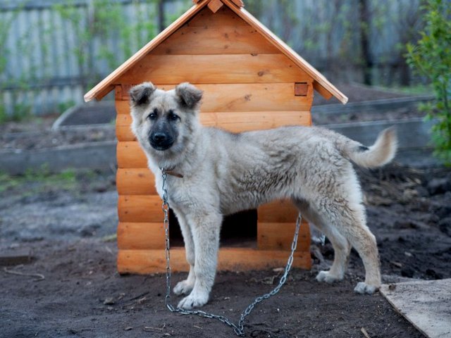 Все о собаках в Кандалакше